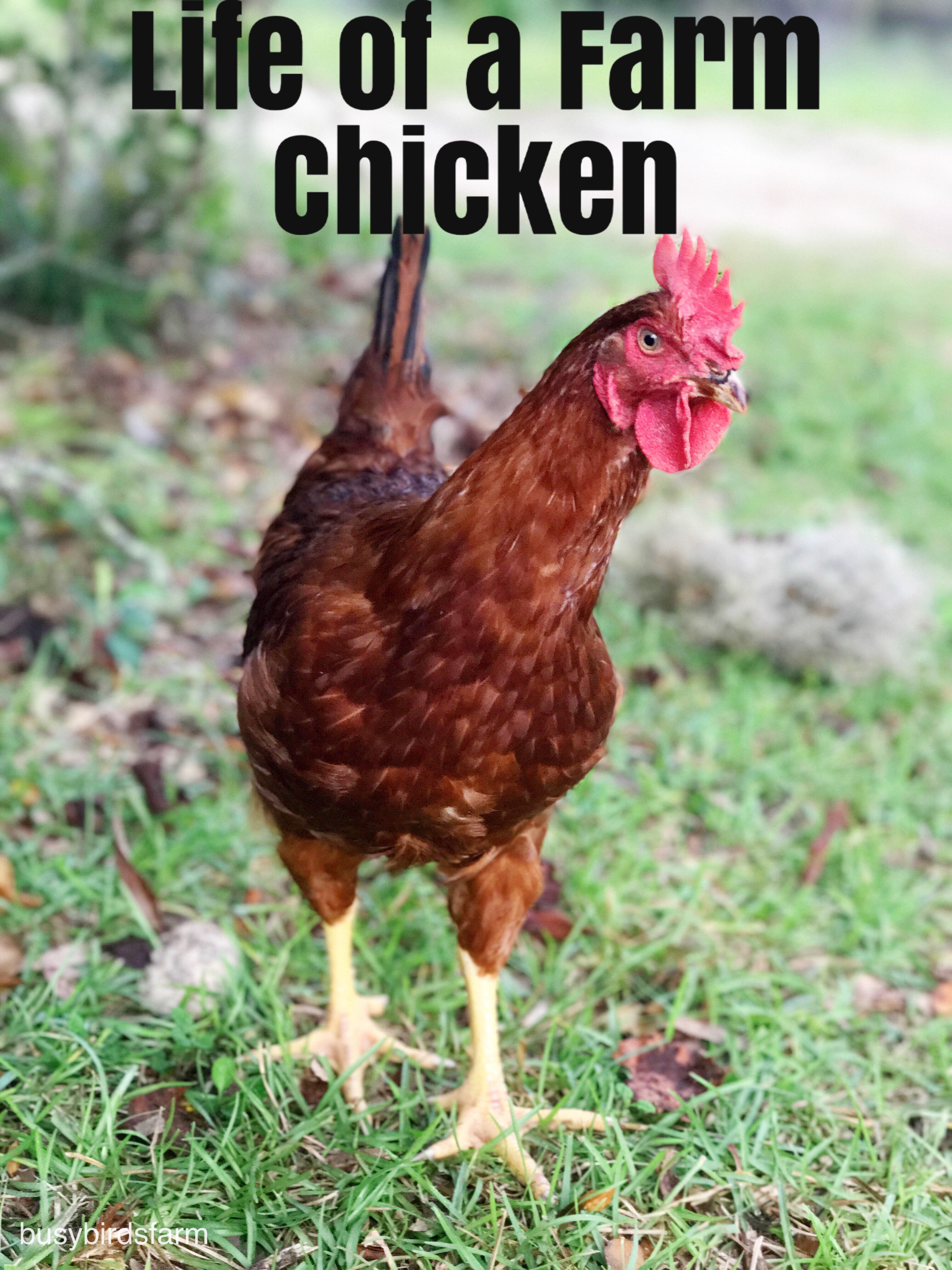 The life of a Farm Chicken