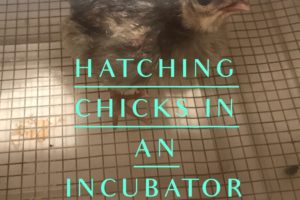 Hatching Chicks in an Incubator