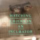 Hatching Chicks in an Incubator