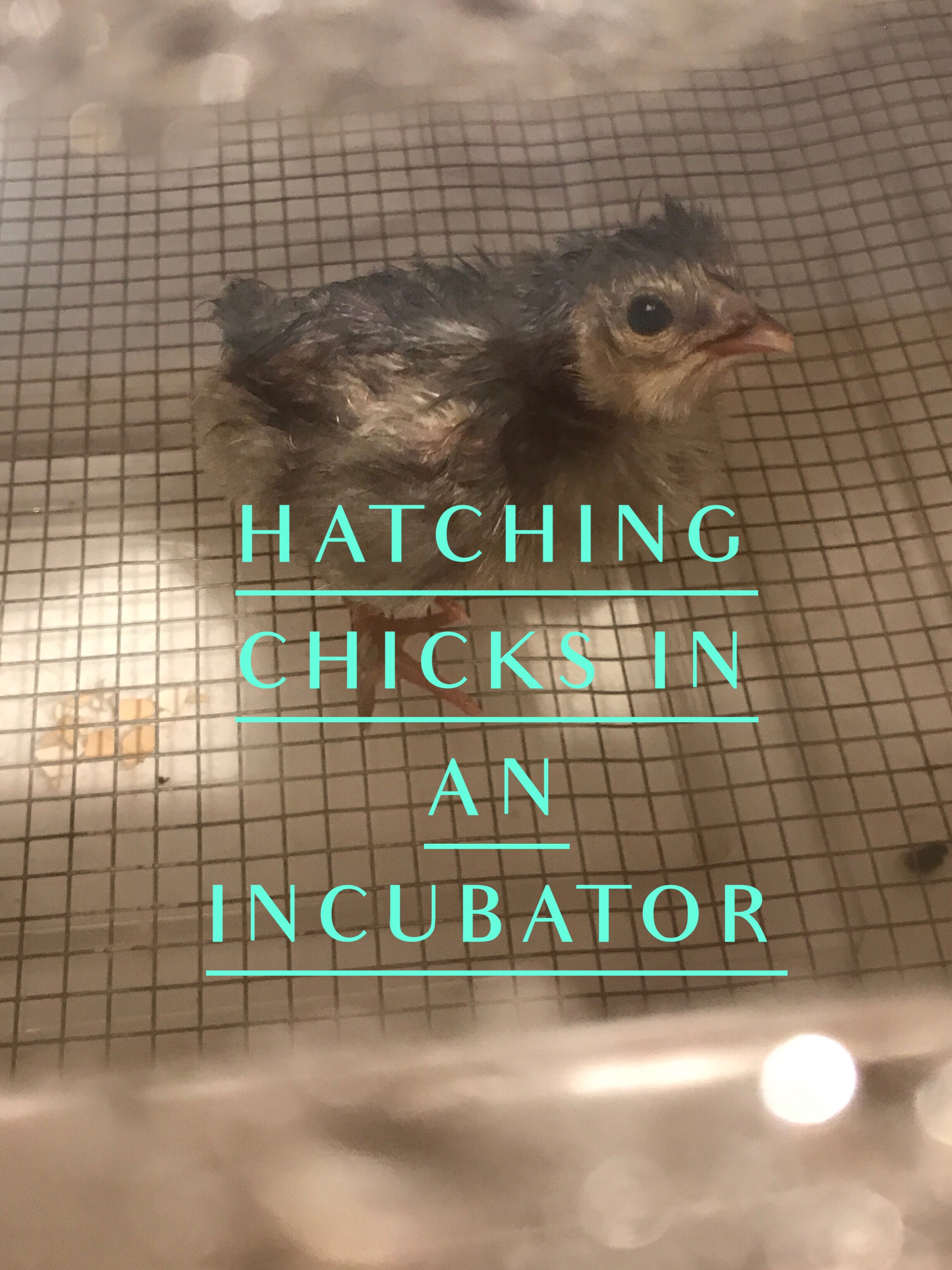 Hatching Chicks in an Incubator