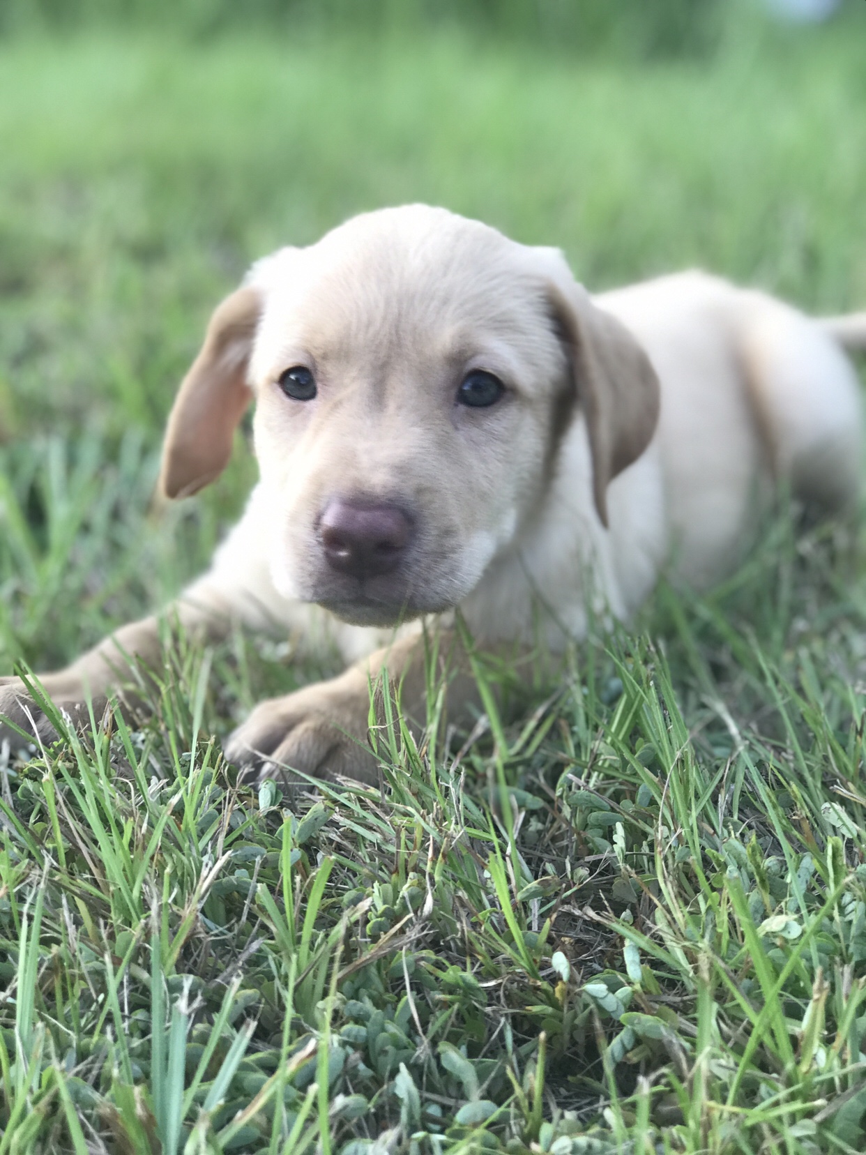 Meet Walker and Ranger